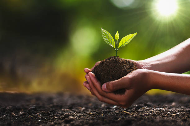 Restoration from policy to soil